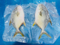 GOLDEN POMFRET WHOLE thumb
