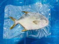 GOLDEN POMFRET WHOLE thumb