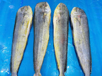 Frozen Mahi Mahi Gutted and Cleaned thumb