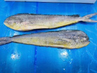 Frozen Mahi Mahi Gutted and Cleaned thumb