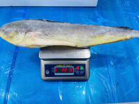 Frozen Mahi Mahi Gutted and Cleaned thumb