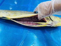 Frozen Mahi Mahi Gutted and Cleaned thumb