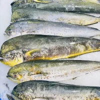 Frozen Mahi Mahi Gutted and Cleaned
