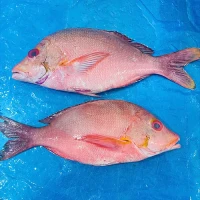 Frozen snapper fille skinon on Boneless,scaled ( Lutjanus malabaricus) Size: 150-170 grs/Pieces thumb