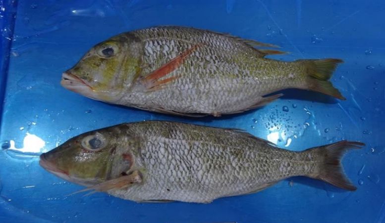 Frozen snapper fillet portion Skin on Boneless,scaled ( Lutjanus malabaricus)