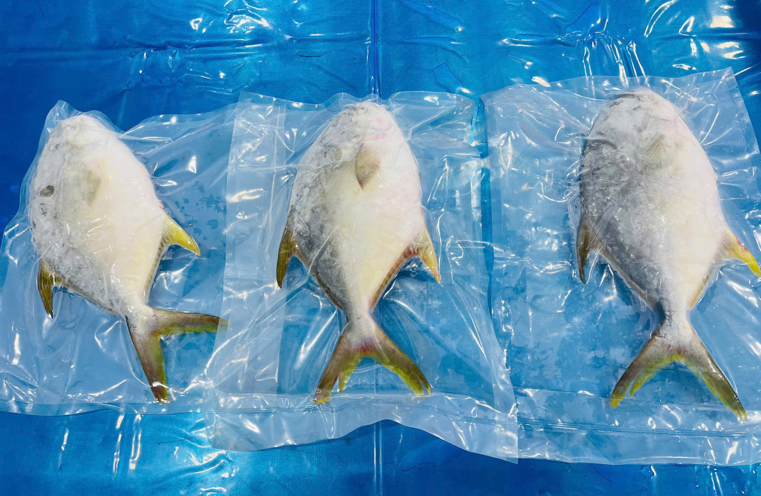 GOLDEN POMFRET WHOLE