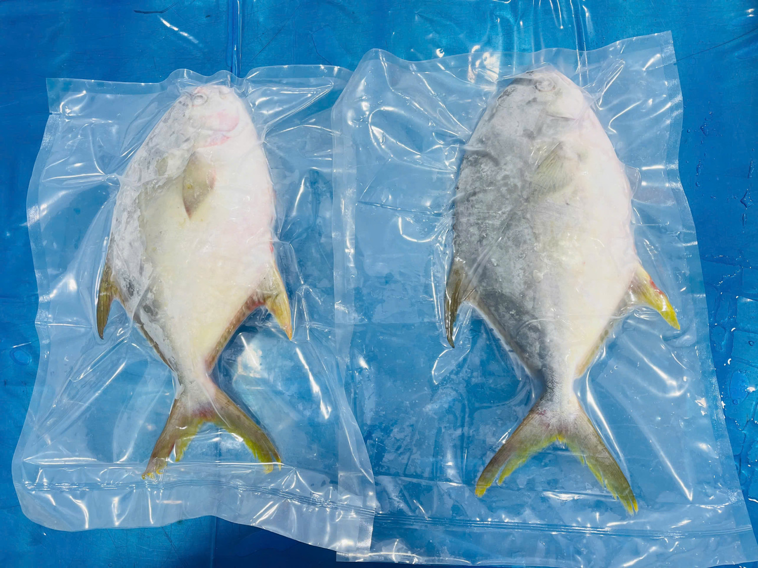 GOLDEN POMFRET WHOLE