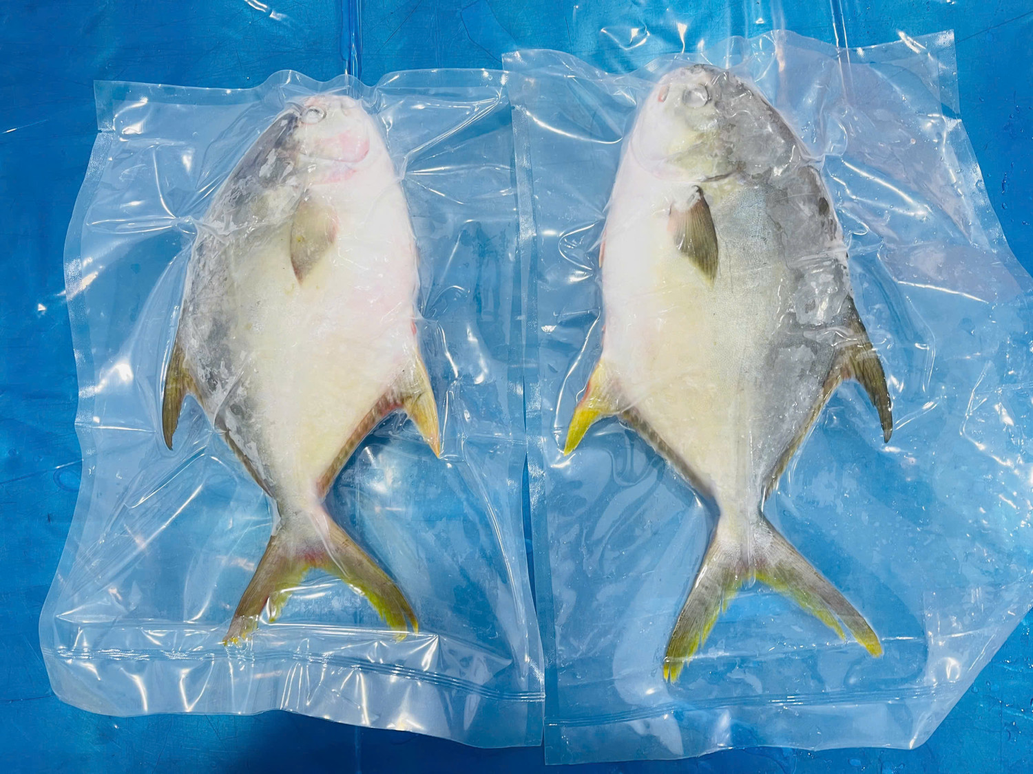 GOLDEN POMFRET WHOLE