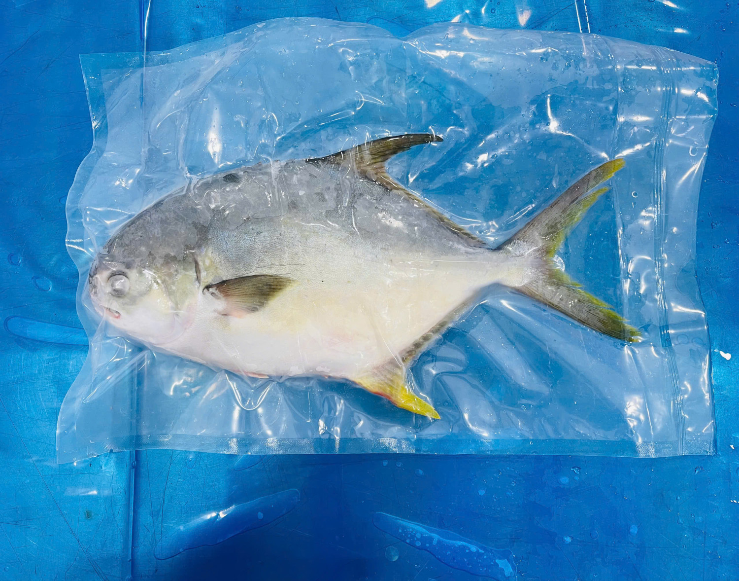 GOLDEN POMFRET WHOLE