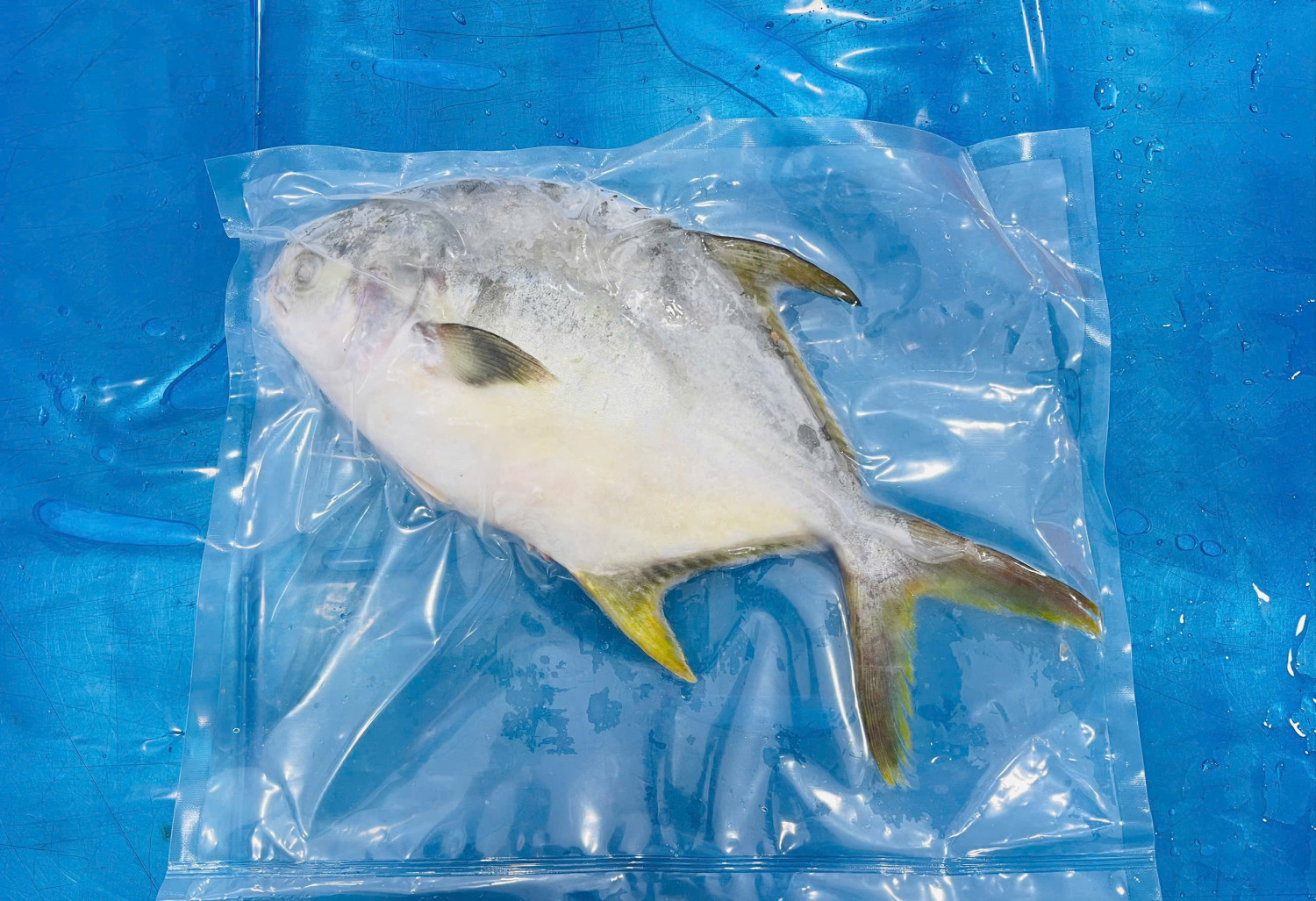 GOLDEN POMFRET WHOLE