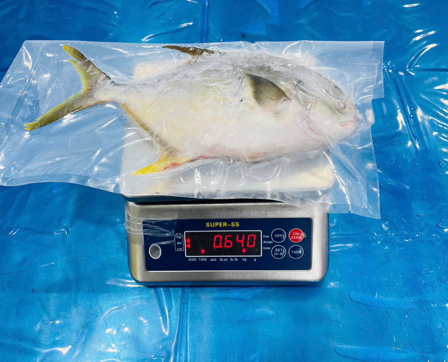 GOLDEN POMFRET WHOLE