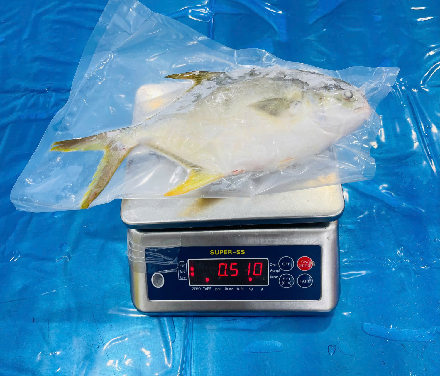 GOLDEN POMFRET WHOLE