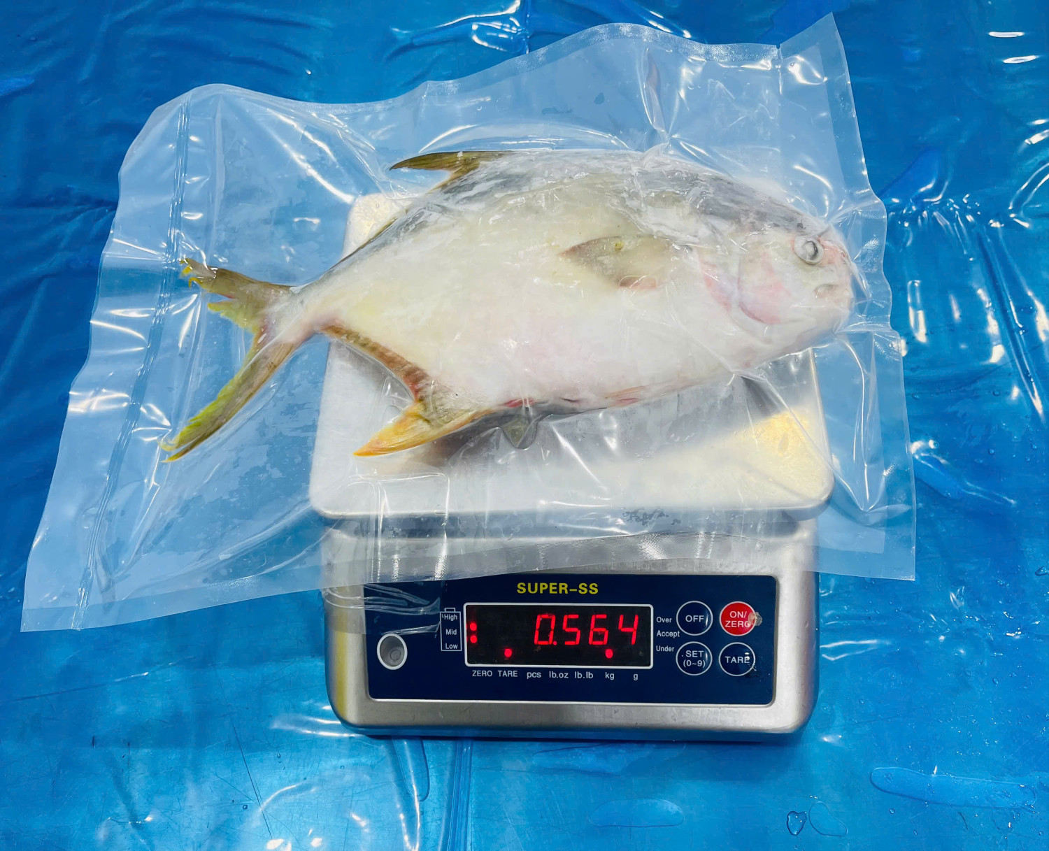 GOLDEN POMFRET WHOLE