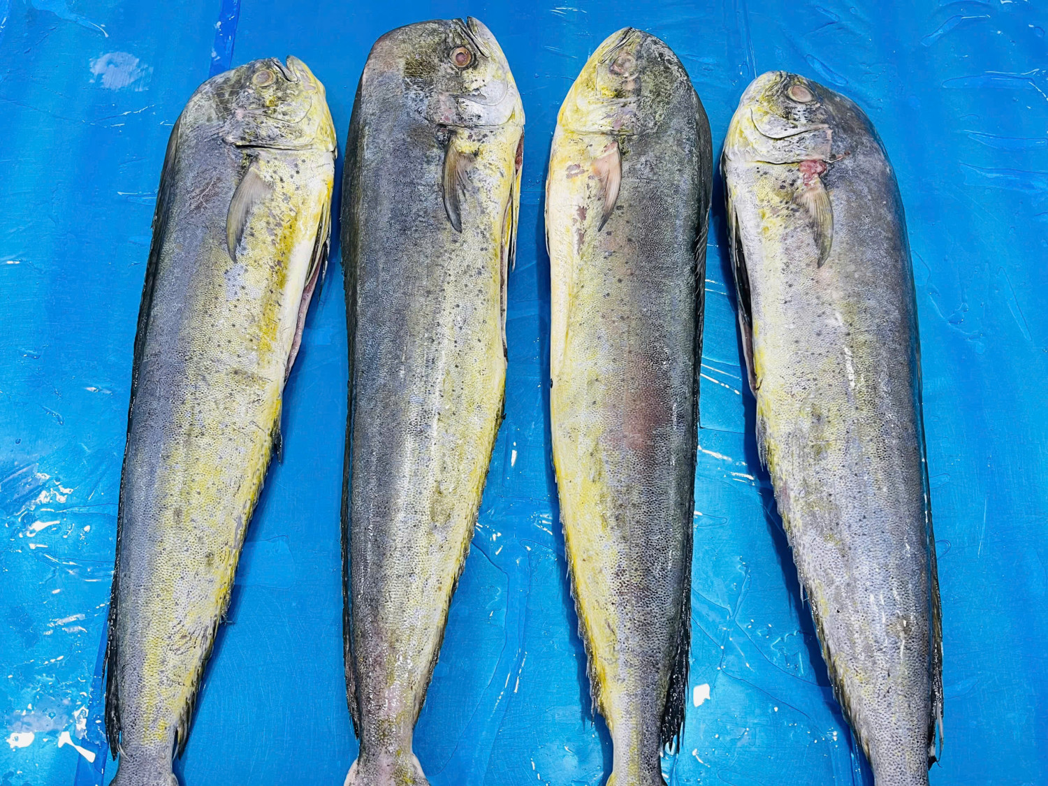 Frozen Mahi Mahi Gutted and Cleaned