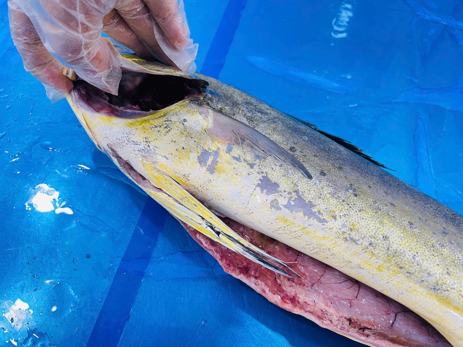 Frozen Mahi Mahi Gutted and Cleaned