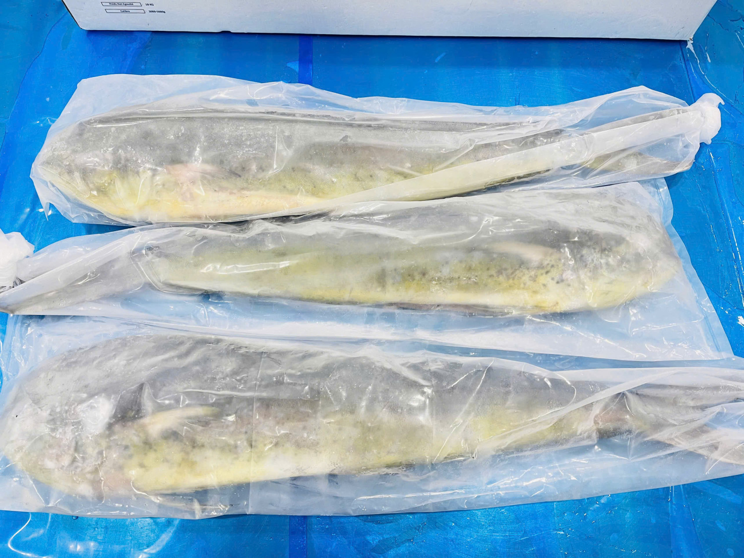 Frozen Mahi Mahi Gutted and Cleaned