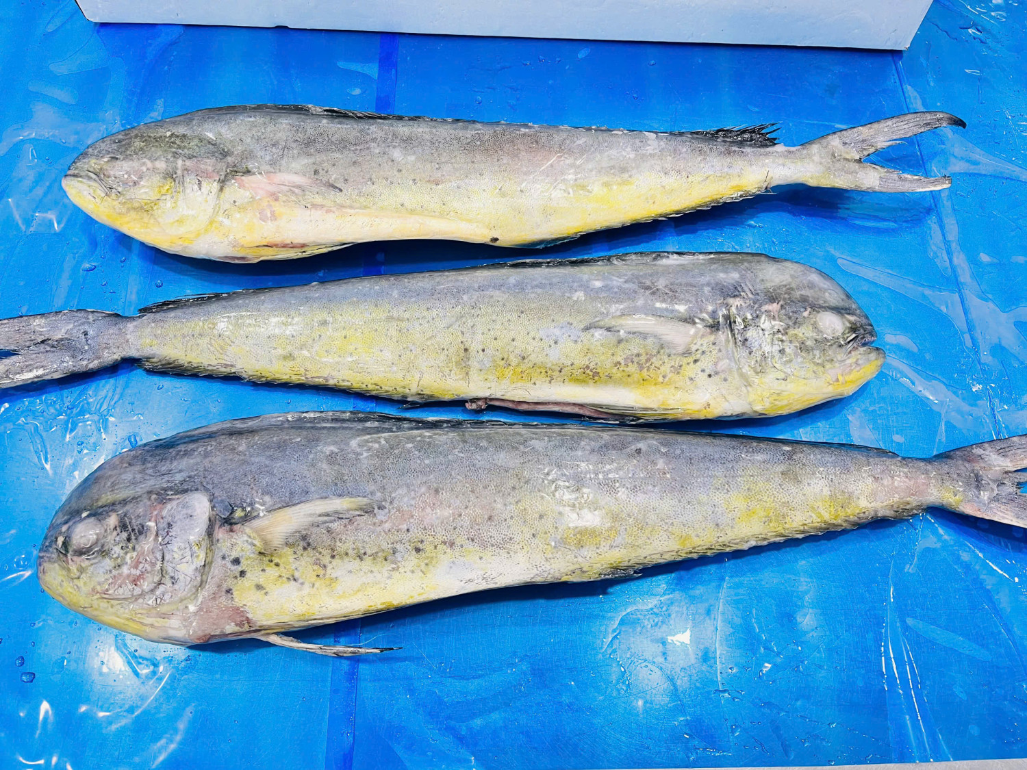 Frozen Mahi Mahi Gutted and Cleaned