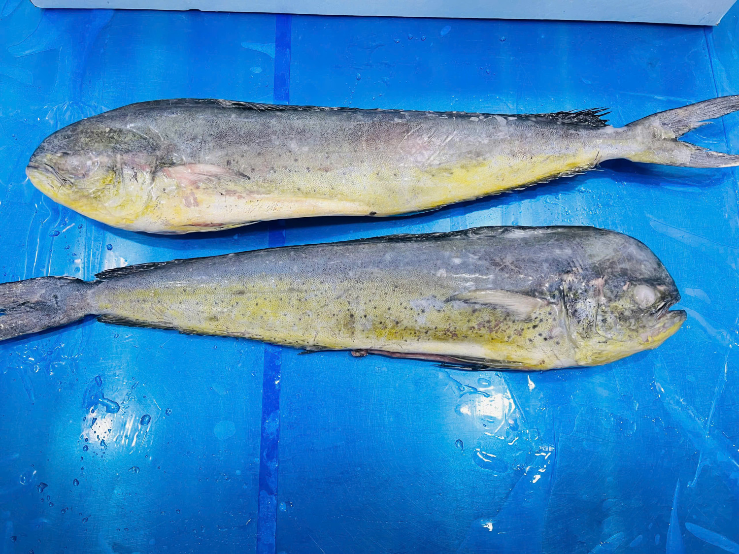 Frozen Mahi Mahi Gutted and Cleaned