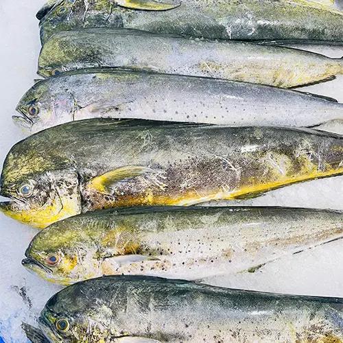 Frozen Mahi Mahi Gutted and Cleaned
