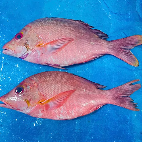 Frozen snapper fille skinon on Boneless,scaled ( Lutjanus malabaricus) Size: 150-170 grs/Pieces