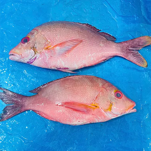 Frozen snapper fille skinon on Boneless,scaled ( Lutjanus malabaricus) Size: 150-170 grs/Pieces